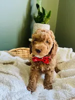 Cooper, a male Miniature Goldendoodle for sale in Mendon, MI – 2 of 2