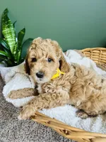 Theodore, a male Miniature Goldendoodle for sale in Mendon, MI – 3 of 3