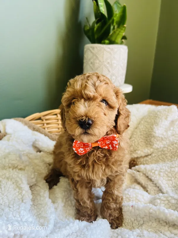 Tucker – Miniature Goldendoodle puppy for sale in Mendon, MI