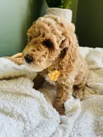 Theodore, a male Miniature Goldendoodle for sale in Mendon, MI – 2 of 3