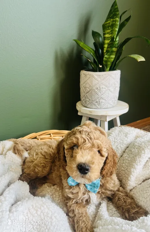 Benji – Miniature Goldendoodle puppy for sale in Mendon, MI