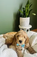 Benji, a male Miniature Goldendoodle for sale in Mendon, MI – 1 of 3