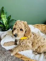 Theodore, a male Miniature Goldendoodle for sale in Mendon, MI – 1 of 3