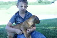 Dart, a male Boerboel for sale in Georgetown, OH – 2 of 5