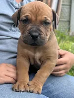 Dice, a male Boerboel for sale in Georgetown, OH – 1 of 3