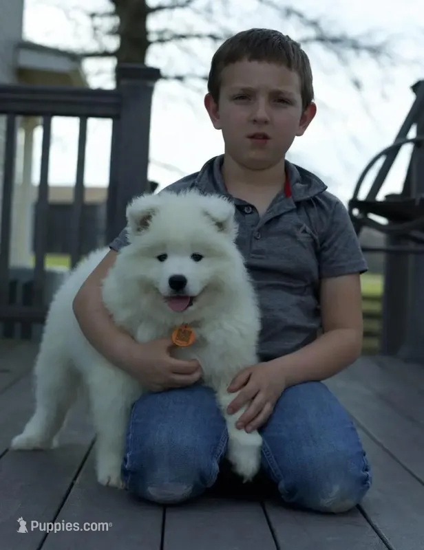 Leo – Samoyed puppy for sale in Georgetown, OH