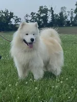 Leo, a male Samoyed for sale in Georgetown, OH – Photo 3 of 3