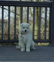 Luna, a female Samoyed for sale in Georgetown, OH – Photo 1 of 3