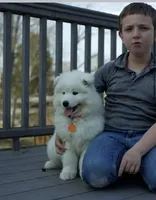 Luna, a female Samoyed for sale in Georgetown, OH – Photo 2 of 3