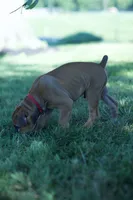 Diamond, a male Boerboel for sale in Georgetown, OH – 3 of 7
