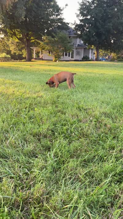 Diamond, a male Boerboel for sale in Georgetown, OH – 7 of 7
