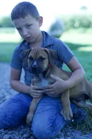Diamond, a male Boerboel for sale in Georgetown, OH – 2 of 7
