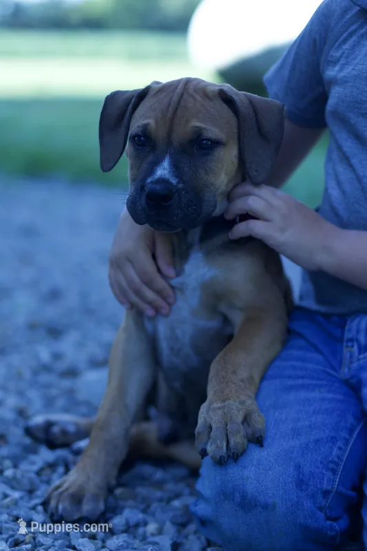 Diamond – Boerboel puppy for sale in Georgetown, OH