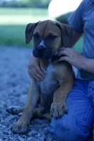 Diamond, a male Boerboel for sale in Georgetown, OH – 1 of 7