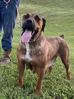 Dash, a male Boerboel for sale in Georgetown, OH – 2 of 3