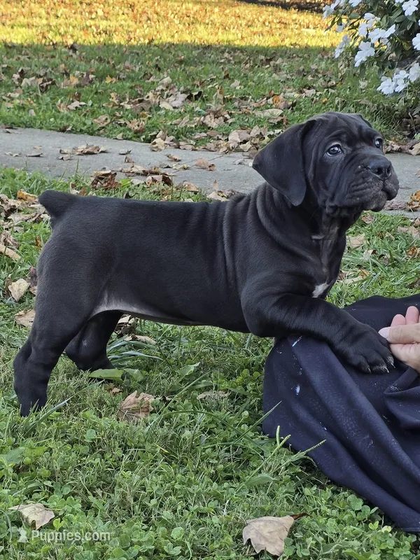 Carrie – Boerboel puppy for sale in Georgetown, OH