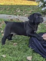 Carrie, a female Boerboel for sale in Georgetown, OH – 1 of 4