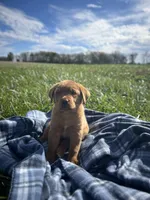 Rock, a male Labrador Retriever for sale in Georgetown, OH – Photo 1 of 3