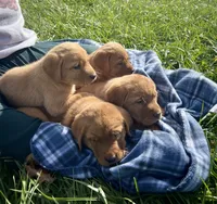 Rock, a male Labrador Retriever for sale in Georgetown, OH – Photo 2 of 3