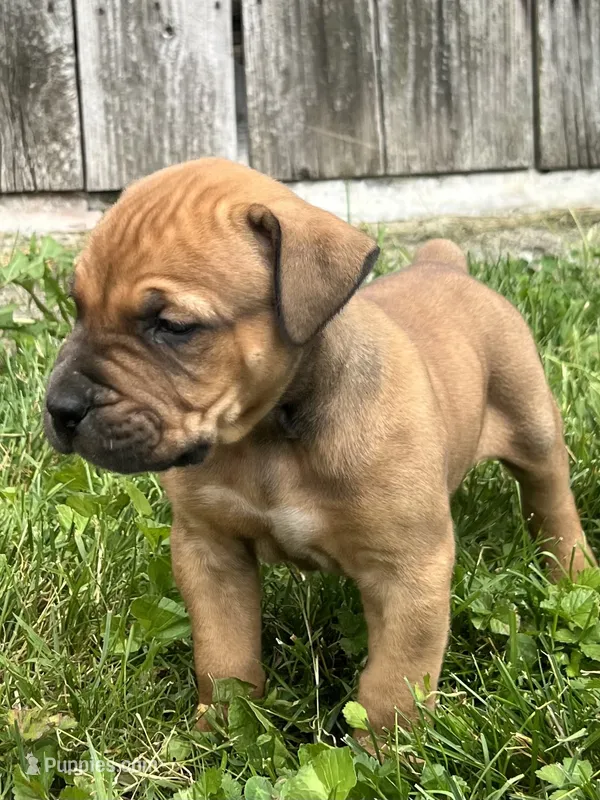 Dart – Boerboel puppy for sale in Georgetown, OH