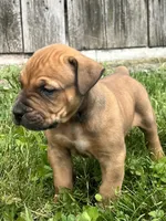 Dart, a male Boerboel for sale in Georgetown, OH – 1 of 3