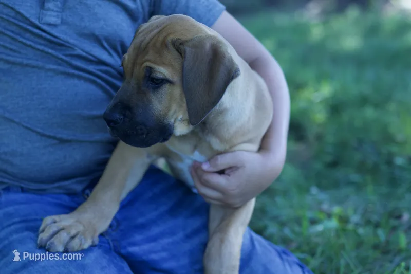 Saya – Boerboel puppy for sale in Georgetown, OH