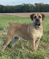 Carrie, a female Boerboel for sale in Georgetown, OH – 4 of 4