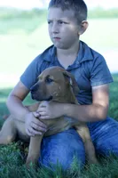 Dart, a male Boerboel for sale in Georgetown, OH – 1 of 5