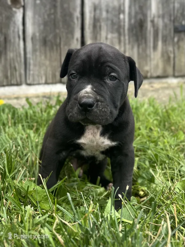 Dash – Boerboel puppy for sale in Georgetown, OH
