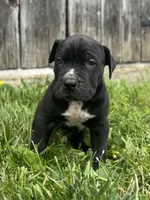 Dash, a male Boerboel for sale in Georgetown, OH – 1 of 3