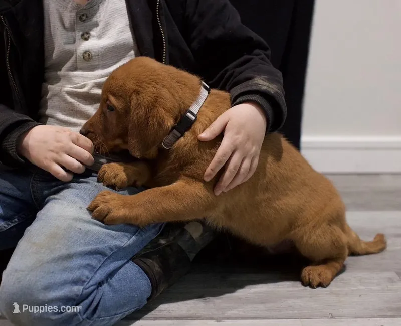 Major – Labrador Retriever puppy for sale in Georgetown, OH