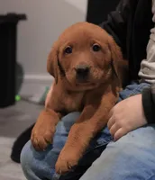 Major, a male Labrador Retriever for sale in Georgetown, OH – Photo 2 of 2