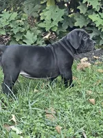 Cally, a female Boerboel for sale in Georgetown, OH – 2 of 4