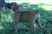 Dice, a male Boerboel for sale in Georgetown, OH – 2 of 5