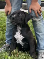 Dash, a male Boerboel for sale in Georgetown, OH – 2 of 5