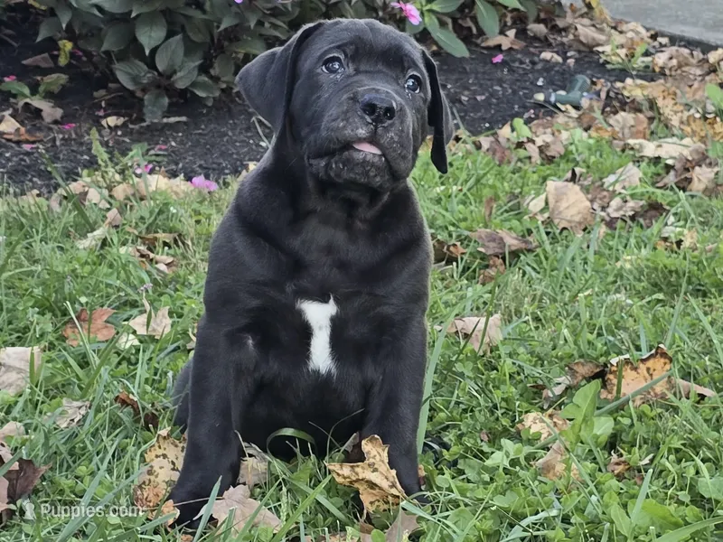 Cally – Boerboel puppy for sale in Georgetown, OH