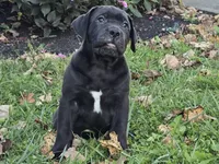 Cally, a female Boerboel for sale in Georgetown, OH – 1 of 4