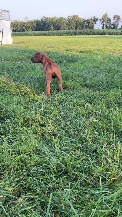 Dart, a male Boerboel for sale in Georgetown, OH – 5 of 5