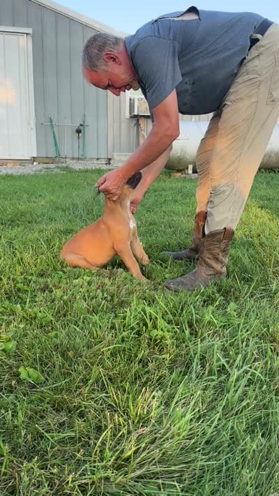 Dice, a male Boerboel for sale in Georgetown, OH – 5 of 5