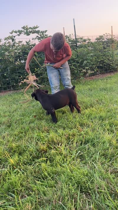 Dash, a male Boerboel for sale in Georgetown, OH – 5 of 5