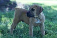 Dice, a male Boerboel for sale in Georgetown, OH – 1 of 5