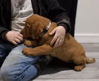 Max, a male Labrador Retriever for sale in Georgetown, OH – Photo 2 of 4