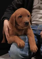 Max, a male Labrador Retriever for sale in Georgetown, OH – Photo 1 of 4
