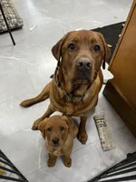 Max, a male Labrador Retriever for sale in Georgetown, OH – Photo 4 of 4
