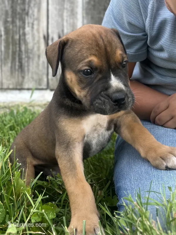 Diamond – Boerboel puppy for sale in Georgetown, OH