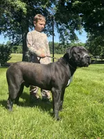 Skye, a female Boerboel for sale in Georgetown, OH – 3 of 3