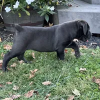Carrie, a female Boerboel for sale in Georgetown, OH – 2 of 4