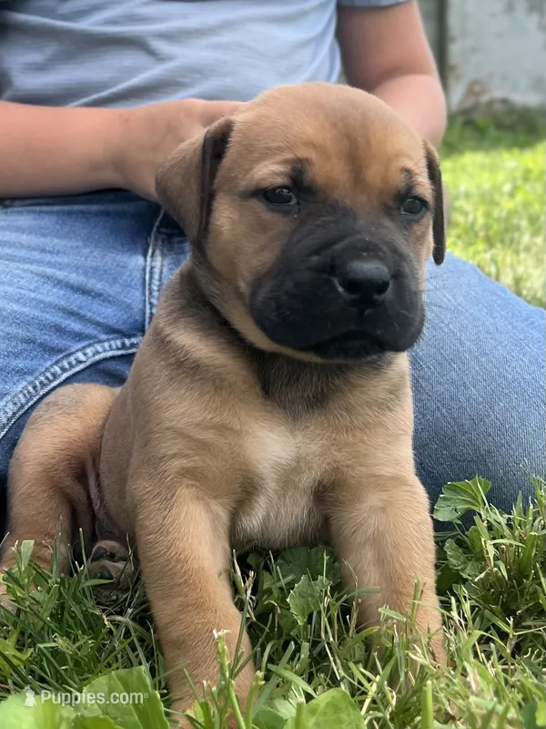 Skye – Boerboel puppy for sale in Georgetown, OH