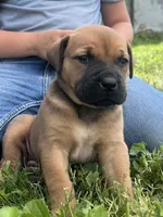 Skye, a female Boerboel for sale in Georgetown, OH – 1 of 3