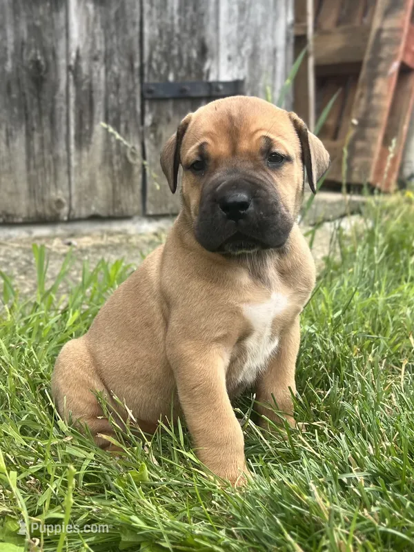 Saya – Boerboel puppy for sale in Georgetown, OH